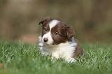 BORDER COLLIE 797